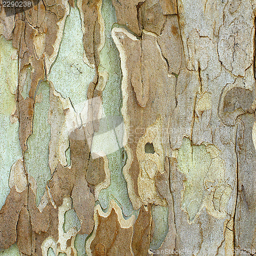 Image of textured bark of a sycamore