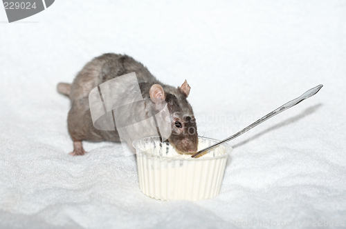 Image of Gray decorative rat eating food