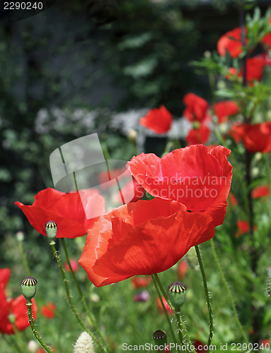 Image of red poppies of early summer