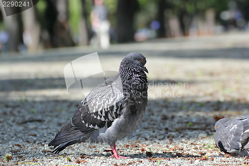 Image of pigeon on the park footpath