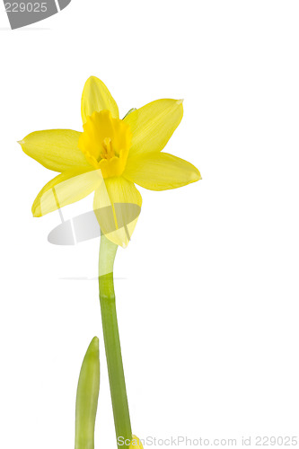 Image of Daffodil