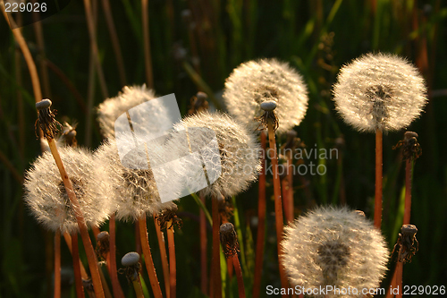 Image of dandelion