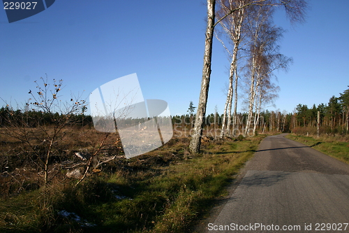 Image of tree