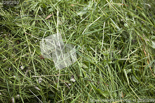 Image of Fresh cut green grass texture