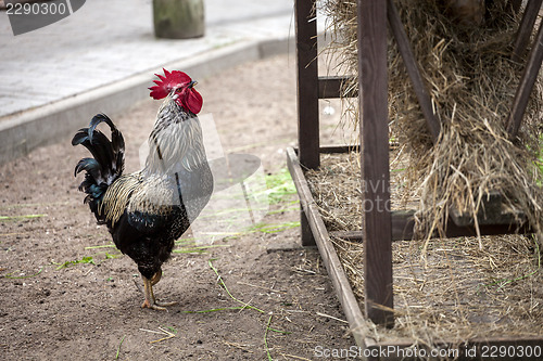 Image of Rooster near hay storage