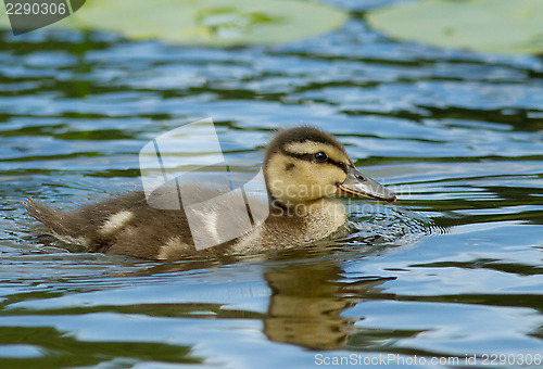 Image of Duckling