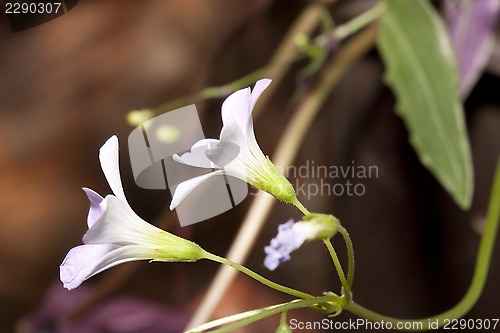 Image of Shamrock