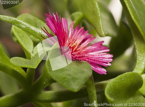 Image of winter purslane