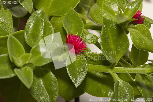 Image of winter purslane