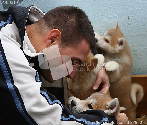 Image of Akita inu