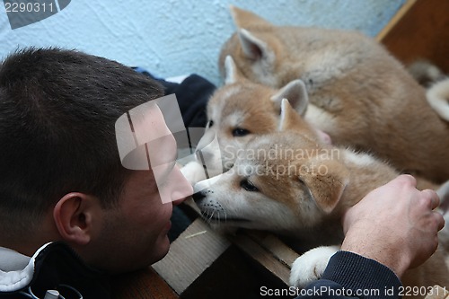 Image of Akita inu