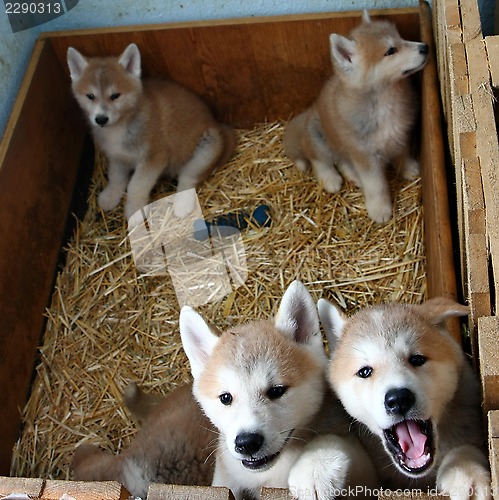 Image of Akita inu