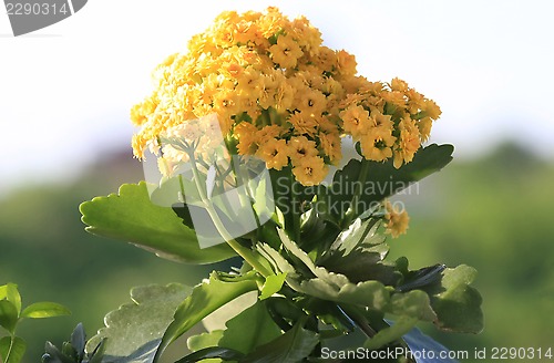 Image of Yellow Kalanchoe