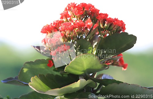 Image of Red Kalanchoe