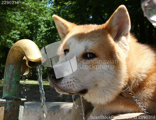 Image of Akita inu