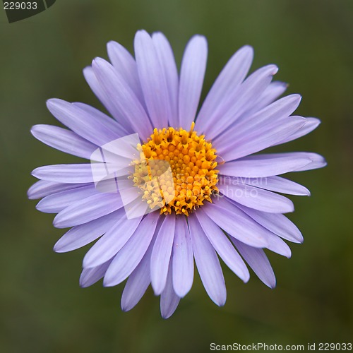 Image of Aster alpinus