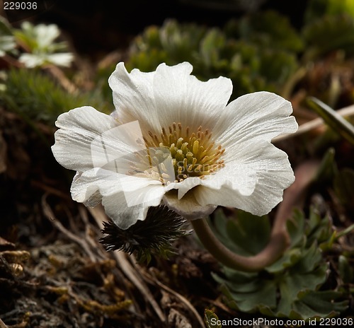 Image of Callianthemum sajanense