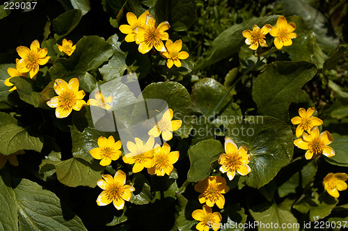 Image of Caltha palustris