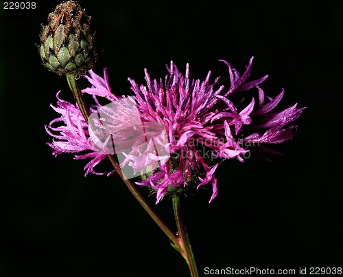 Image of Dew on cornflower