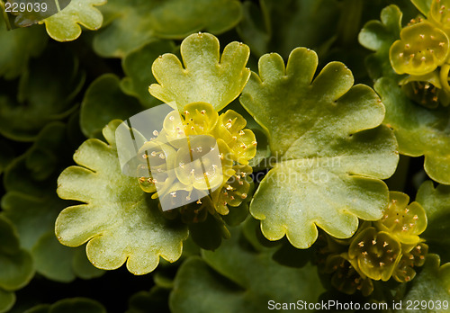 Image of Golden saxifrage - Chrysosplenium peltatum