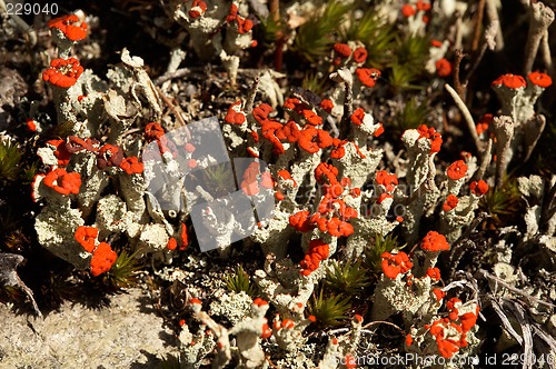 Image of Lichen Cladonia coccifera