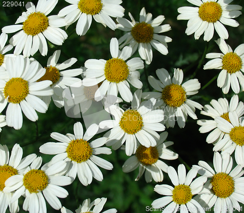 Image of Daisy meadow