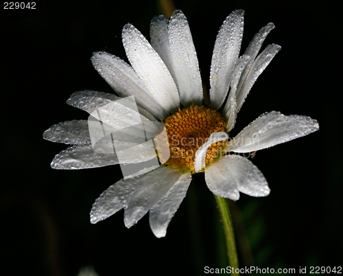 Image of Daisy with dew