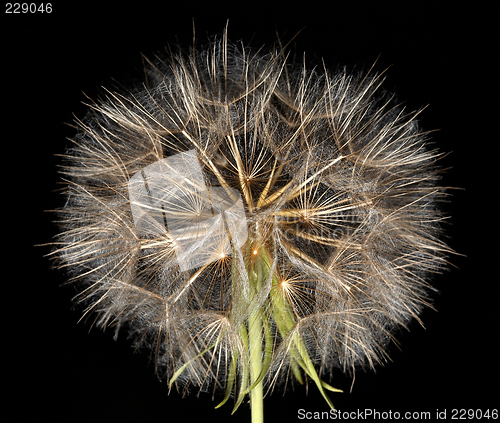 Image of Dandelion on black background