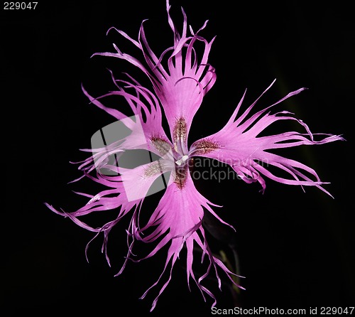 Image of Dianthus superbus