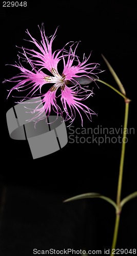 Image of Dianthus superbus