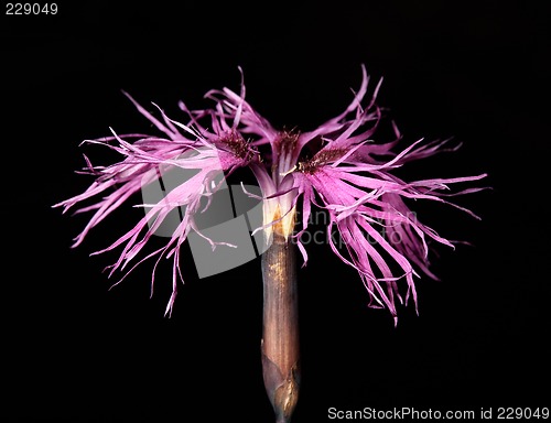 Image of Dianthus superbus