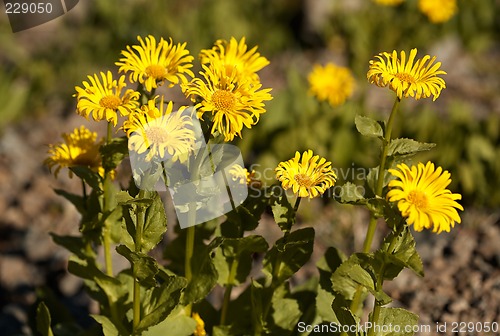 Image of Doronicum altaicum