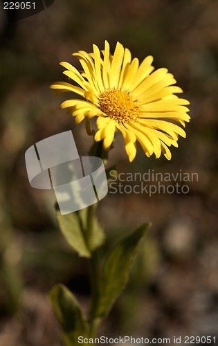 Image of Doronicum altaicum