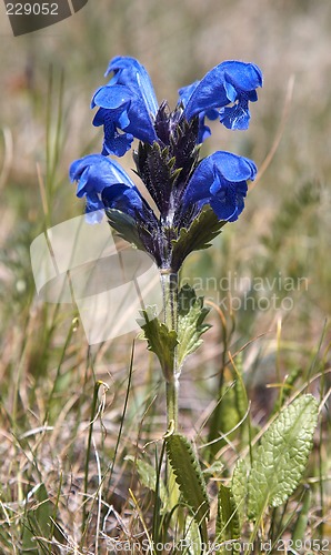 Image of Dracocephalum grandiflorum