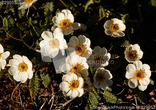 Image of Dryas oxyodonta