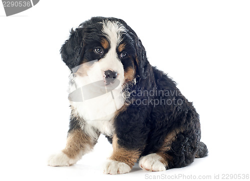 Image of puppy bernese moutain dog