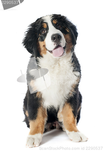 Image of puppy bernese moutain dog