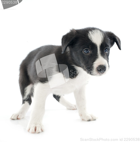 Image of puppy border collie