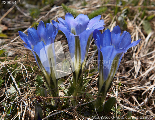 Image of Gentiana grandiflora