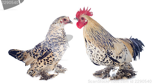Image of bantam rooster and chicken