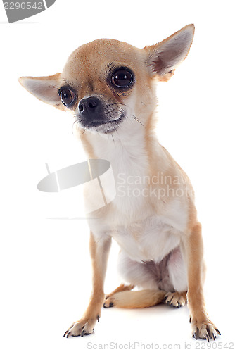 Image of short hair chihuahua