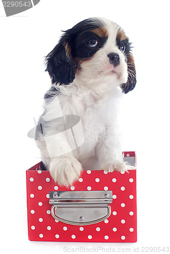 Image of puppy cavalier king charles