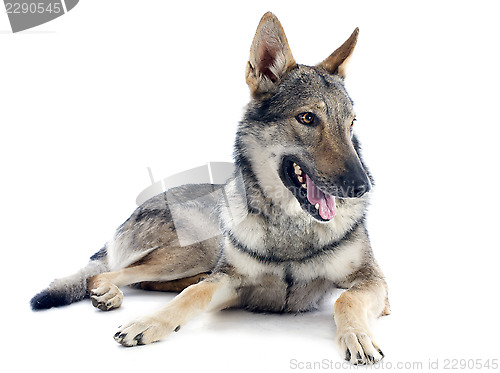 Image of Czechoslovakian Wolfdog