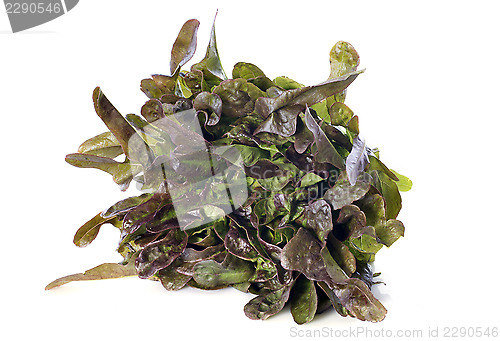 Image of cocarde salad