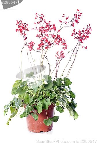 Image of Heuchera sanguinea