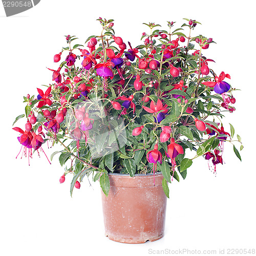 Image of Fuchsia