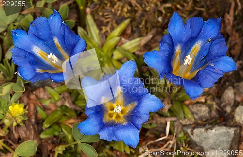 Image of Gentiana grandiflora