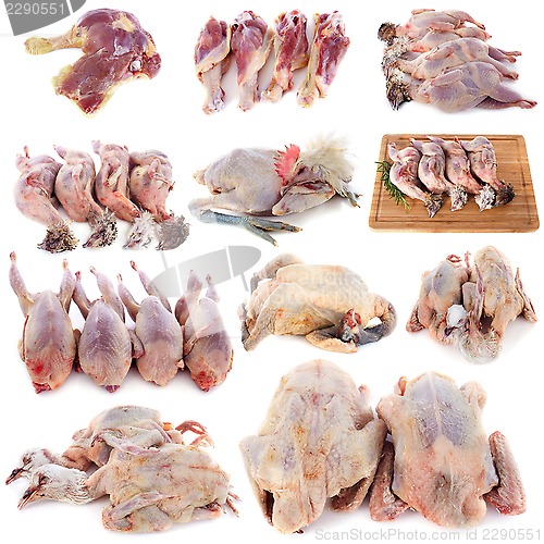 Image of group of poultry