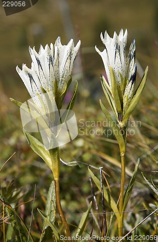 Image of Gentiana algida