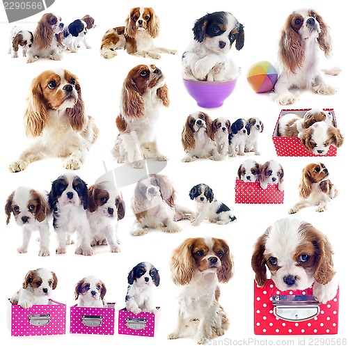 Image of cavalier king charles